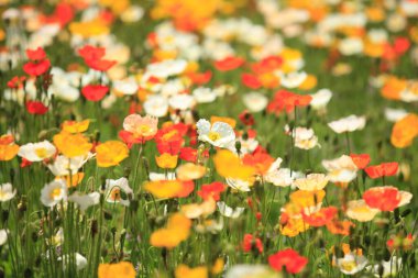 Güzel çiçekler, yakın görüş, bitki konsepti.