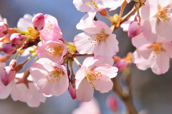 Bellissimi Fiori Rosa Giardino Fiori Albero Fiore Primavera — Foto Stock