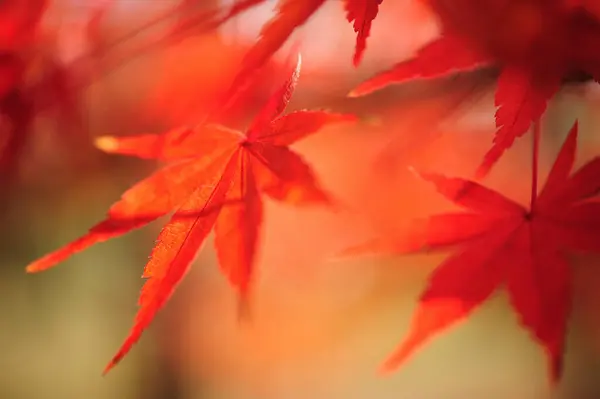 Червоне Осіннє Листя Лісі — стокове фото