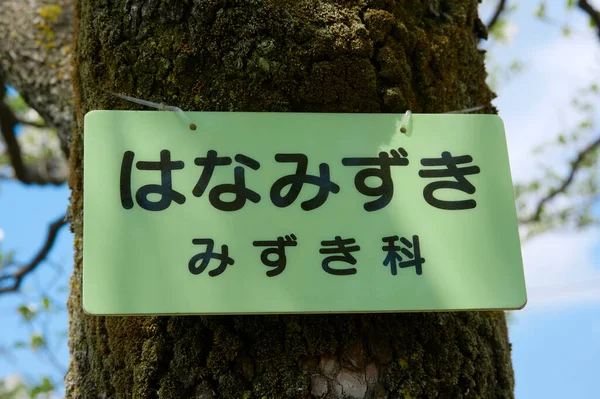 Зелене Дерево Синім Фоном — стокове фото