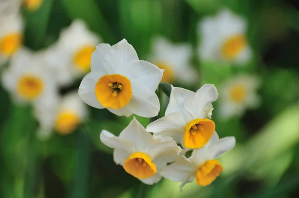 Mooie Bloemen Van Dichtbij Bekijken Flora Concept — Stockfoto