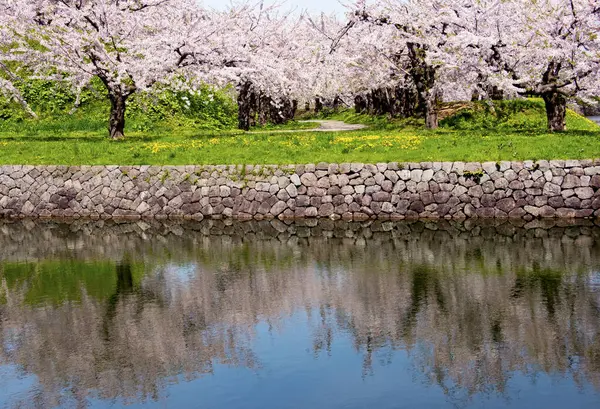 Sakura Kwiat Japonii Pobli Rzeki — Zdjęcie stockowe