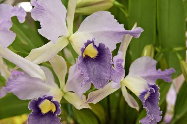 Güzel çiçekler, yakın görüş, bitki konsepti.