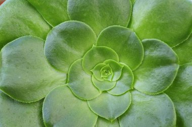 Canlı, yeşil, sulu bir bitkinin yakın çekimi geometrik roset desenini gösteriyor..