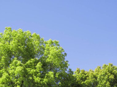 yeşil ağaç dalları mavi gökyüzü arka planına karşı.      