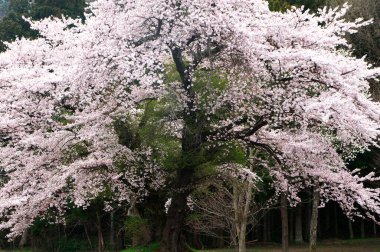 Japonya 'da güzel sakura çiçekleri