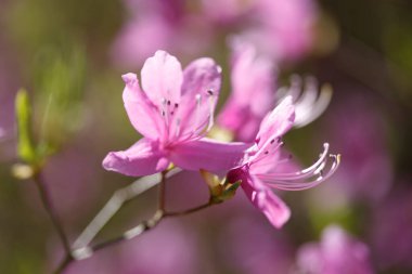 Bahçedeki pembe çiçek