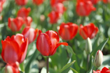 Renkli bahar çiçekleri güneş ışığında çiçek açıyor 