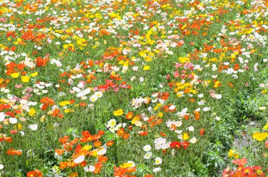 Güzel çiçekler, yakın görüş, doğa konsepti.