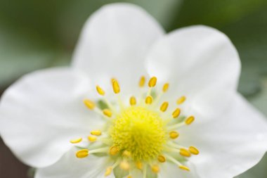 Güzel botanik fotoğrafı, doğal duvar kağıdı.
