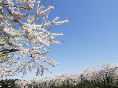 İlkbaharda açan ağaçlarda güzel beyaz çiçekler