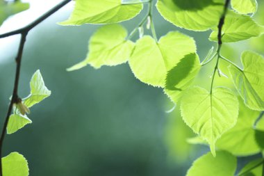 Ağaçta taze bahar yeşili yapraklar. Doğa arkaplanı