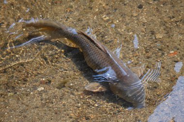 sığ suda yüzen balık