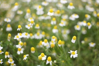 Yaz çayırlarında gün ışığında yeşil bitkiler ve çiçekler 
