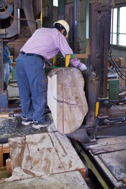 İşçi testeresi büyük tahta kütükleri kesiyor