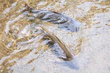 İki balıklı güzel bir su yüzeyinin yakın çekimi. 