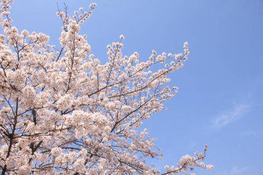 Renkli bahar çiçekleri güneş ışığında çiçek açıyor 