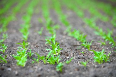 Bahçedeki genç yeşil fidanlar
