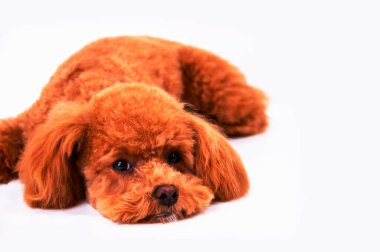 Beyaz arka planda izole edilmiş, stüdyoda tatlı kırmızı bir köpek.