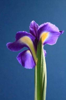 Mavi arkaplanda iris çiçeği