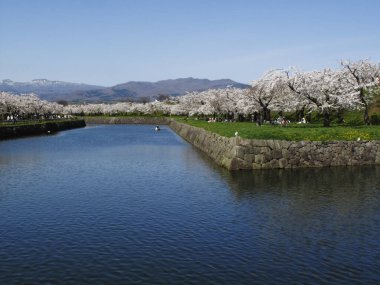İlkbaharda açan ağaçlarda güzel beyaz çiçekler