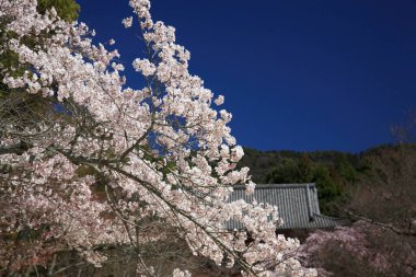 Japonya 'da kiraz çiçeği