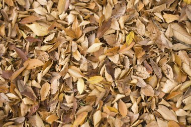 Sonbahar yeşilliklerinin görünümünü kapat 