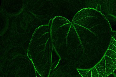 soyut koyu yeşil yaprak dokusu arkaplanı