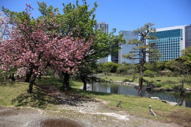 Şehir sokaklarında çiçek açan kiraz ağaçları..