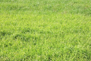 bir alandaki yeşil çimen