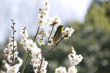 Bahçedeki güzel beyaz çiçekler