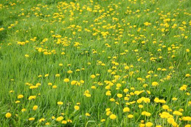 Güzel çiçekler, yakın görüş, doğa konsepti.