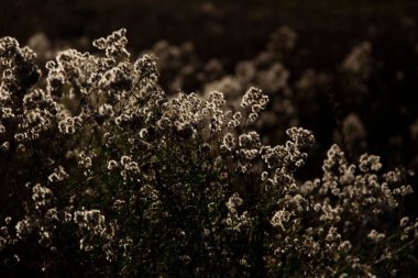 Kırsaldaki çiçeğin güzel doğa manzarası.