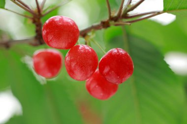 Olgun kırmızı meyveler bir ağaç dalında