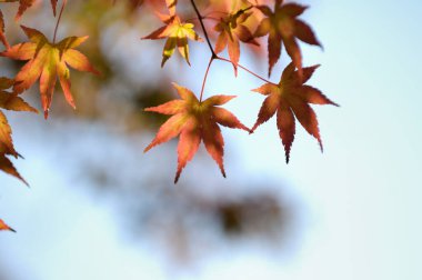 Sonbahar yaprakları, sonbahar yaprakları