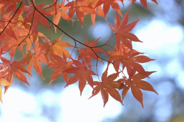 Sonbahar akçaağacı arkaplanı terk eder