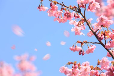 Renkli bahar çiçekleri güneş ışığında çiçek açıyor 