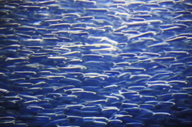 Mavi suda yüzen balığın güzel doğal manzarası        