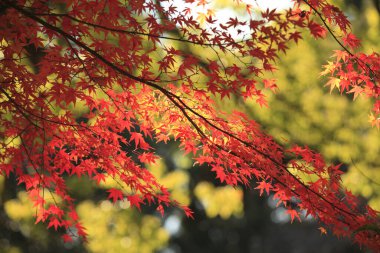 Sonbahar yaprakları, sonbahar bitkileri
