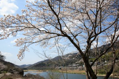 Japonya 'da kiraz çiçeği