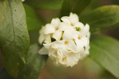Güzel çiçekler, yakın manzara, yaz konsepti.