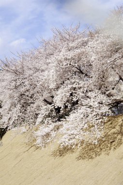 Bahçede kiraz çiçeği çiçek 