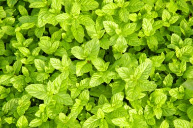 Bahçedeki taze yeşil yaprakların üst manzarası