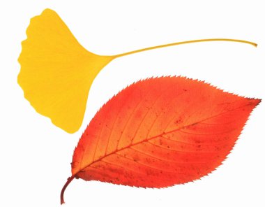 Beyaz arka planda bir yaprak ve bir yaprak