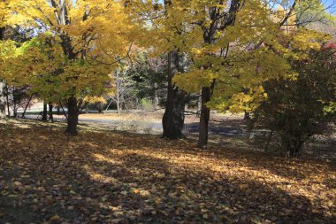 Ağaçlar ve yapraklarla dolu sonbahar manzarası