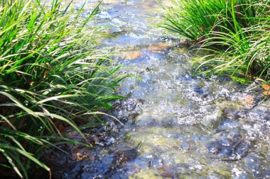 Ormandaki su akıntısı