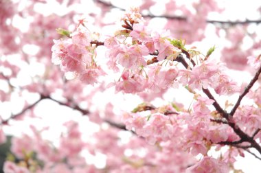 Sakura çiçeği, güzel pembe çiçekleri kapat. 