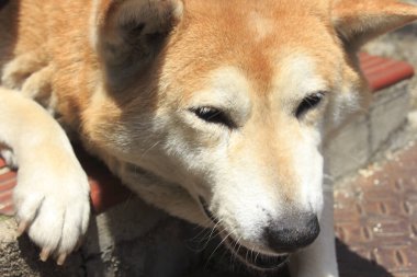 Kırmızı ve beyaz Shiba Inu Dog portresi, yaklaşın.