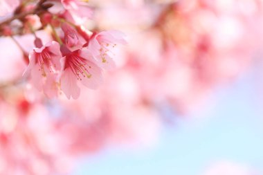 Kiraz çiçekleri güzel bir arka plan. 