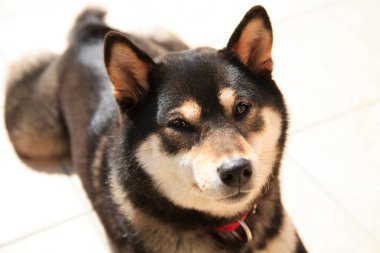 Arka planda Young Shiba Inu Dog 'un portresi, kapat.